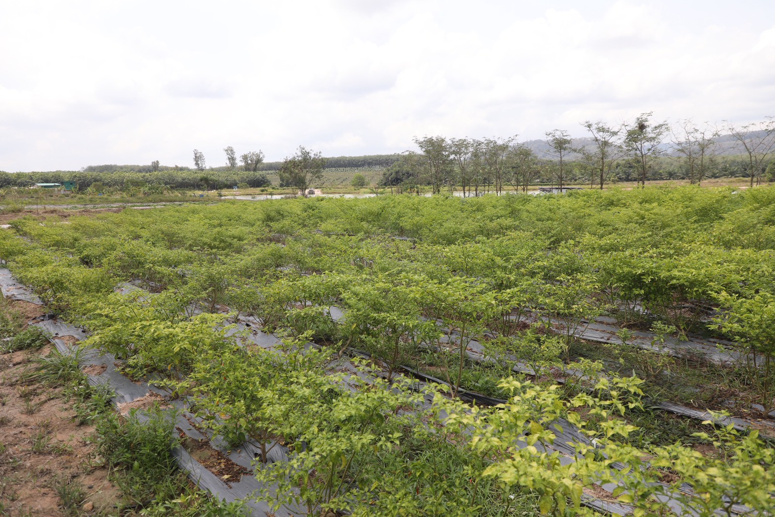 title - ส.ป.ก. ส่งมอบโครงการ “โครงการนำร่องระบบสูบน้ำ พลังงานแสงอาทิตย์เพื่อการเกษตรในเขตปฏิรูปที่ดิน” (Pilot Solar Pumping System for Agiculture in ALRO Area)
